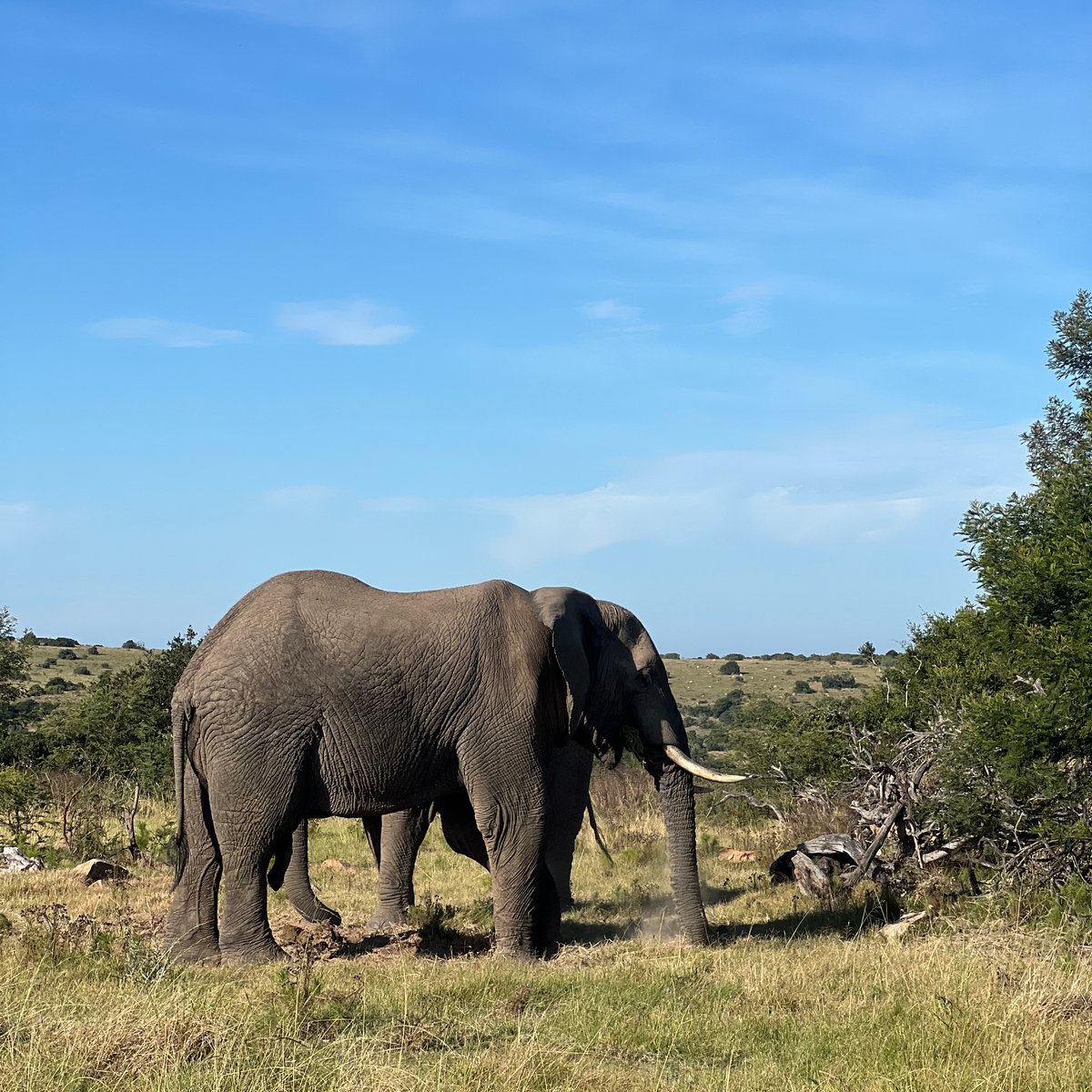elephant
