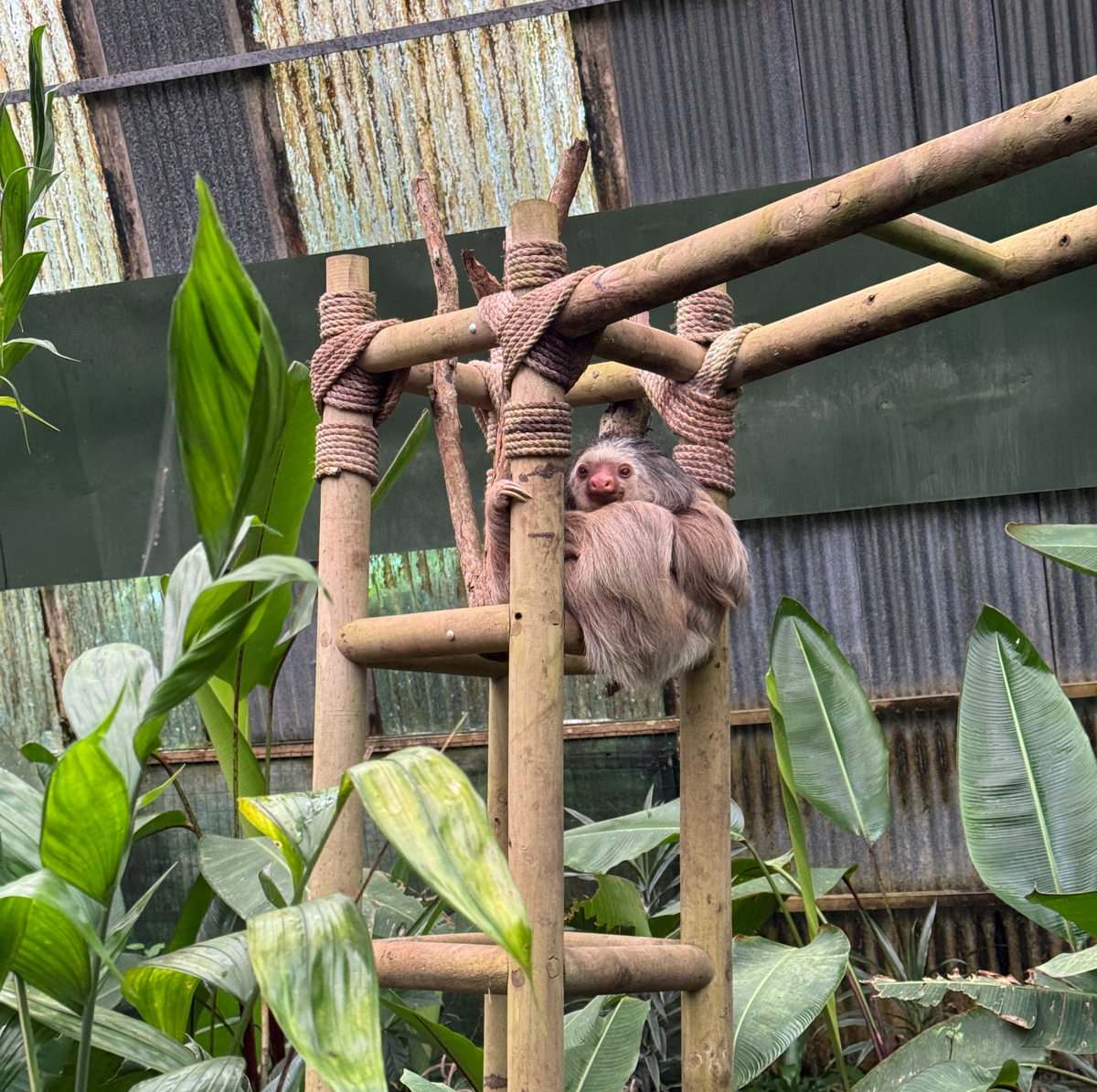 BEST THINGS TO DO IN MONTEVERDE Sloth