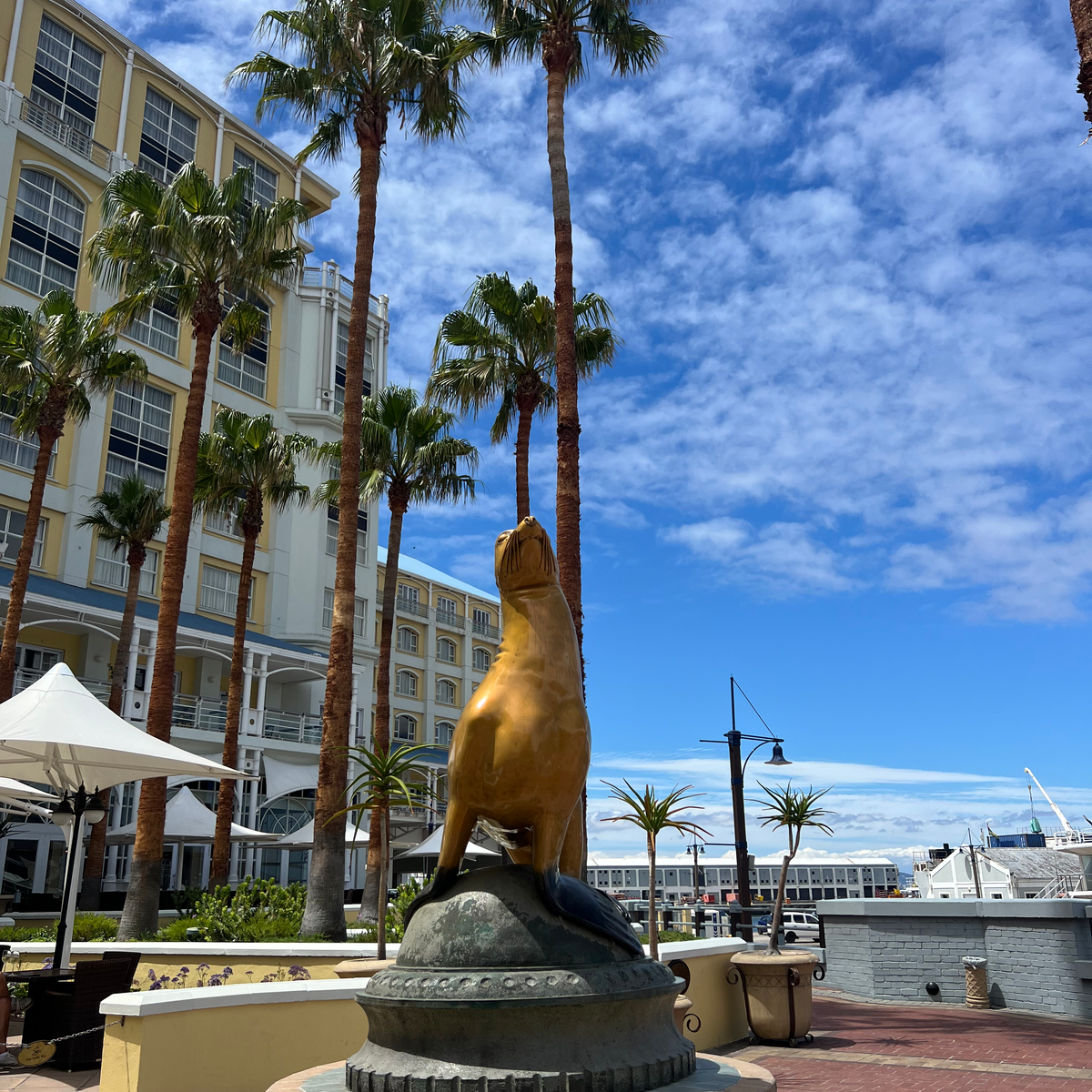 BEST THINGS TO DO IN CAPE TOWN golden seal