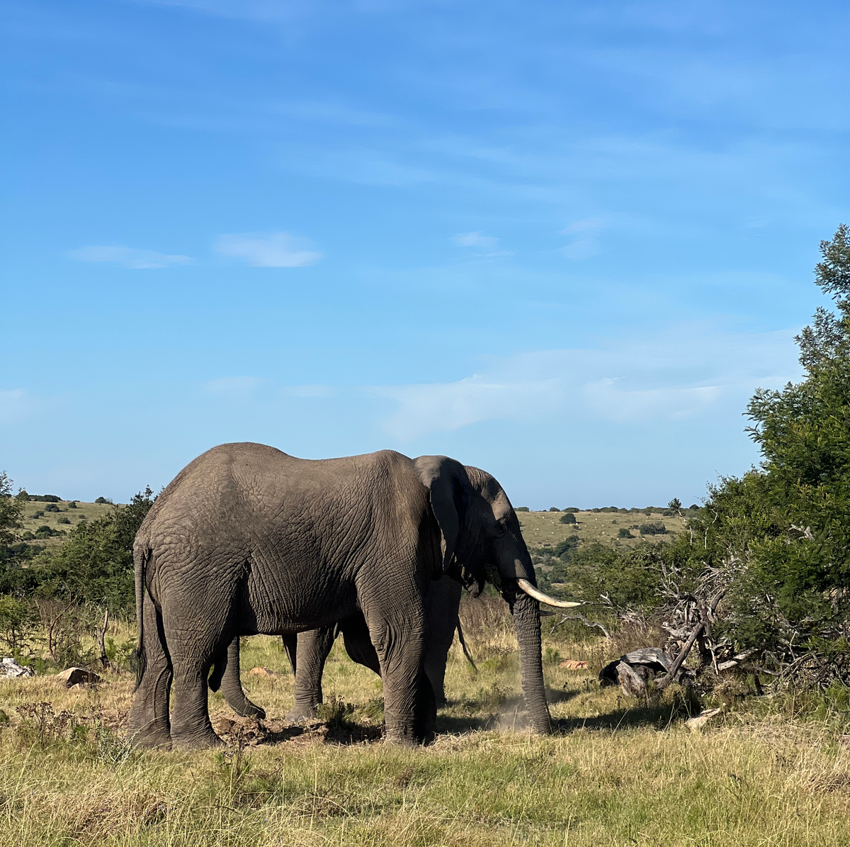 Elephant