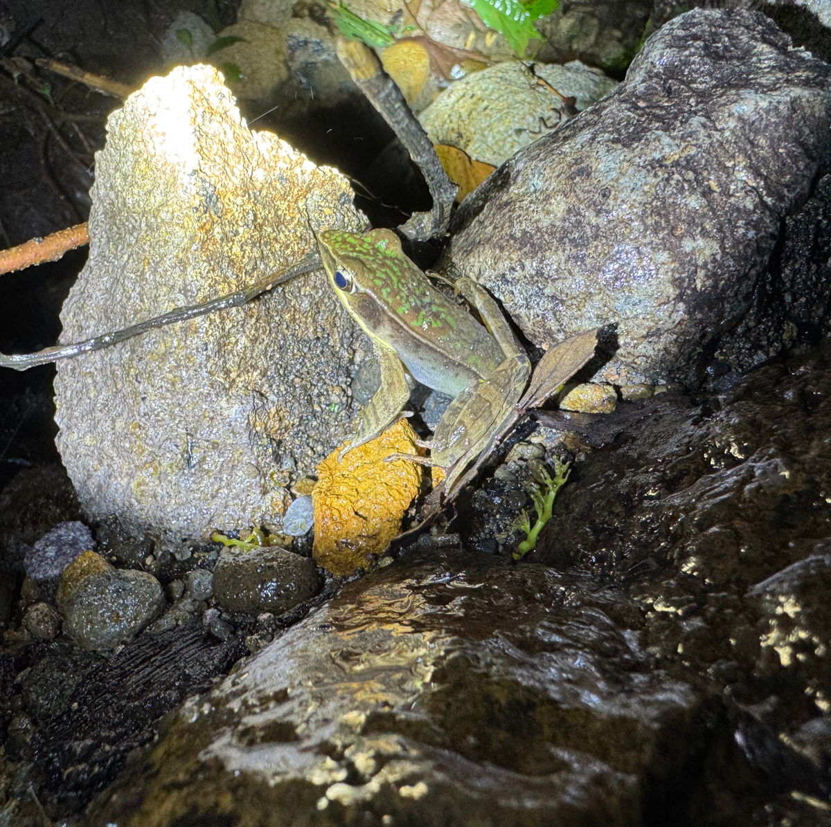 BEST THINGS TO DO IN MONTEVERDE Frog