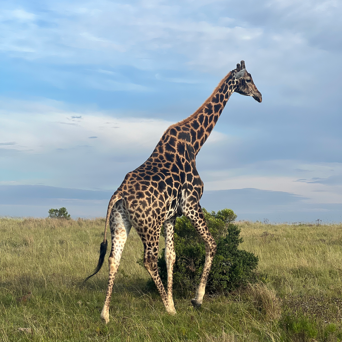 giraffe