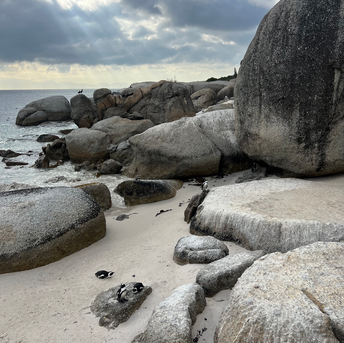 BEST THINGS TO DO IN CAPE TOWN penguins on beach