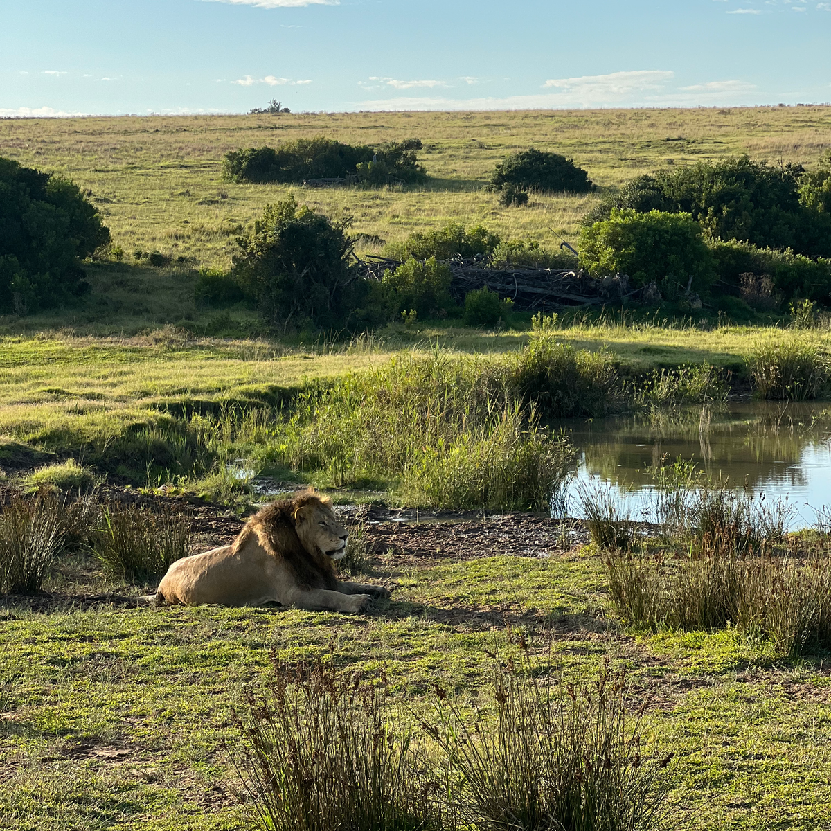Lion in grass