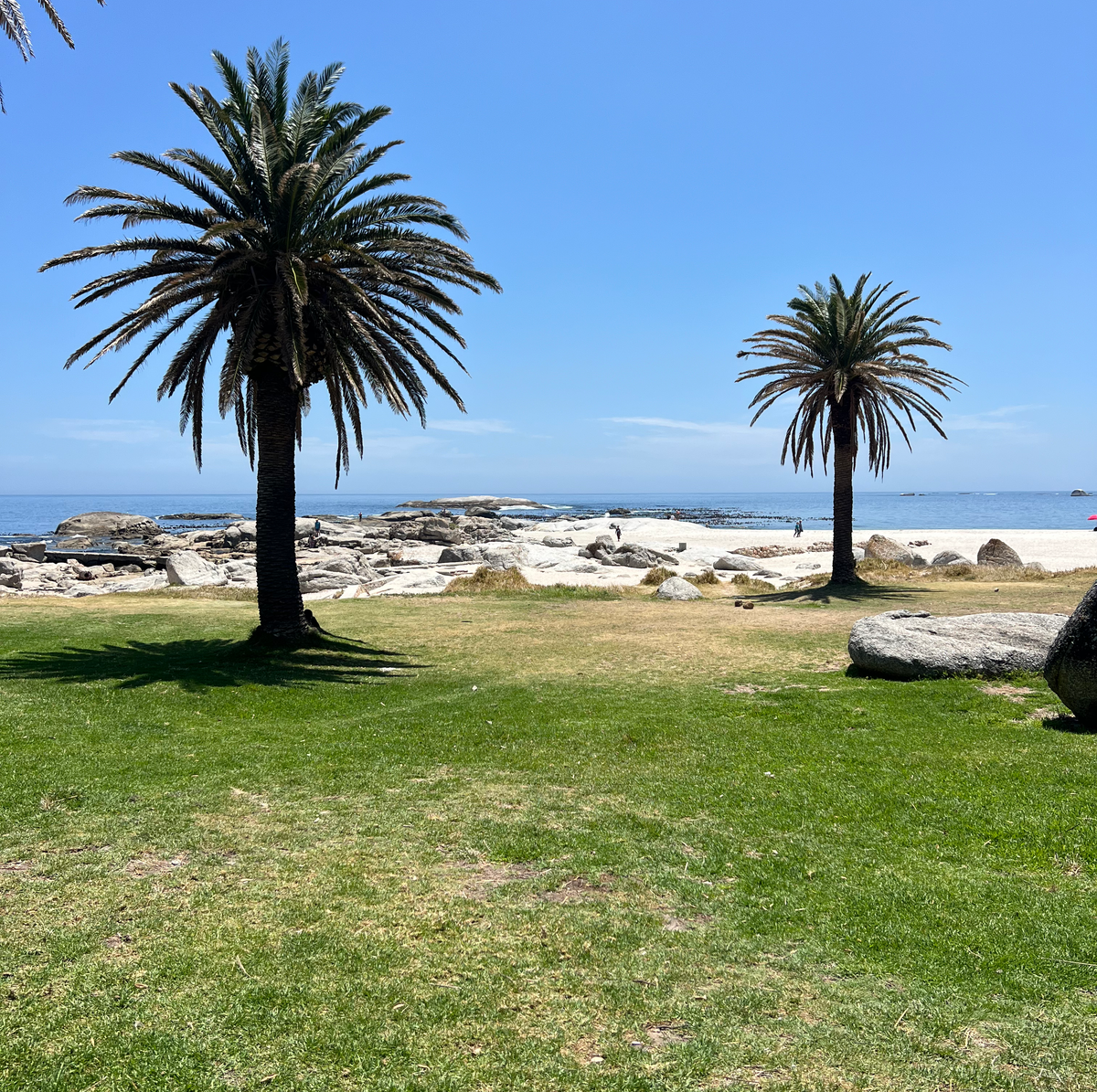 BEST THINGS TO DO IN CAPE TOWN palm trees and beach