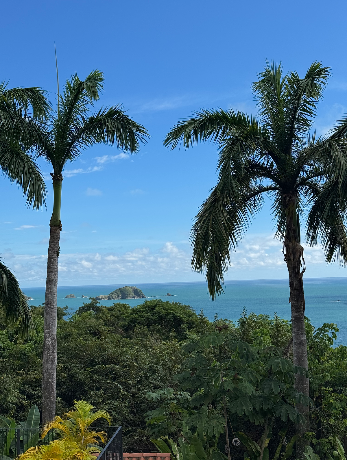 View palm trees