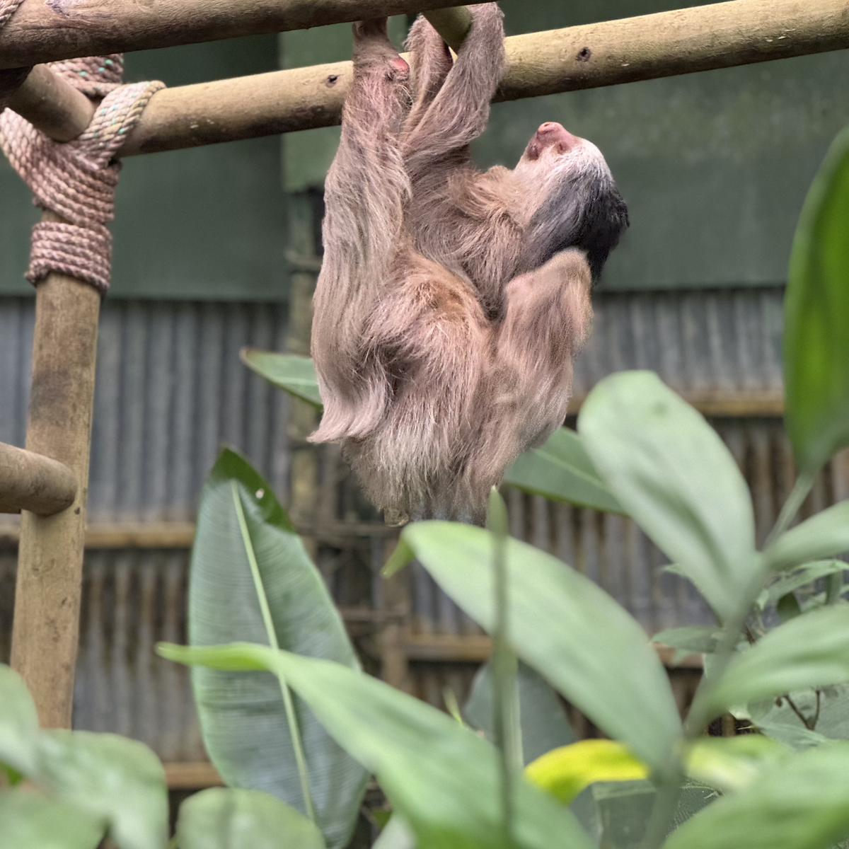 BEST THINGS TO DO IN MONTEVERDE Hanging sloth