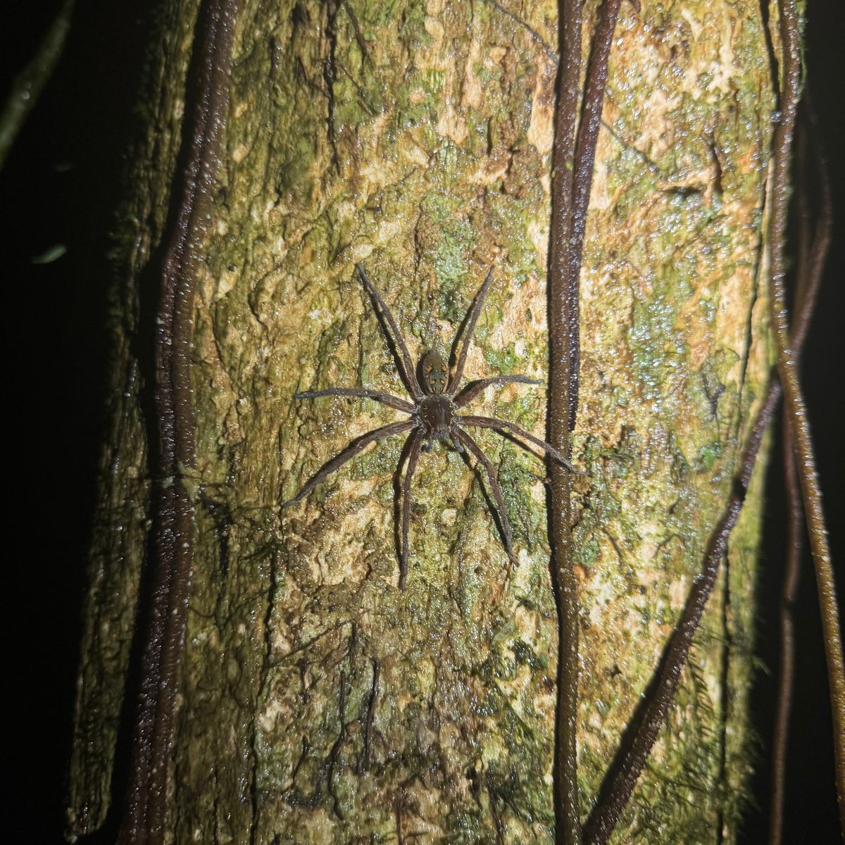 BEST THINGS TO DO IN MONTEVERDE Spider