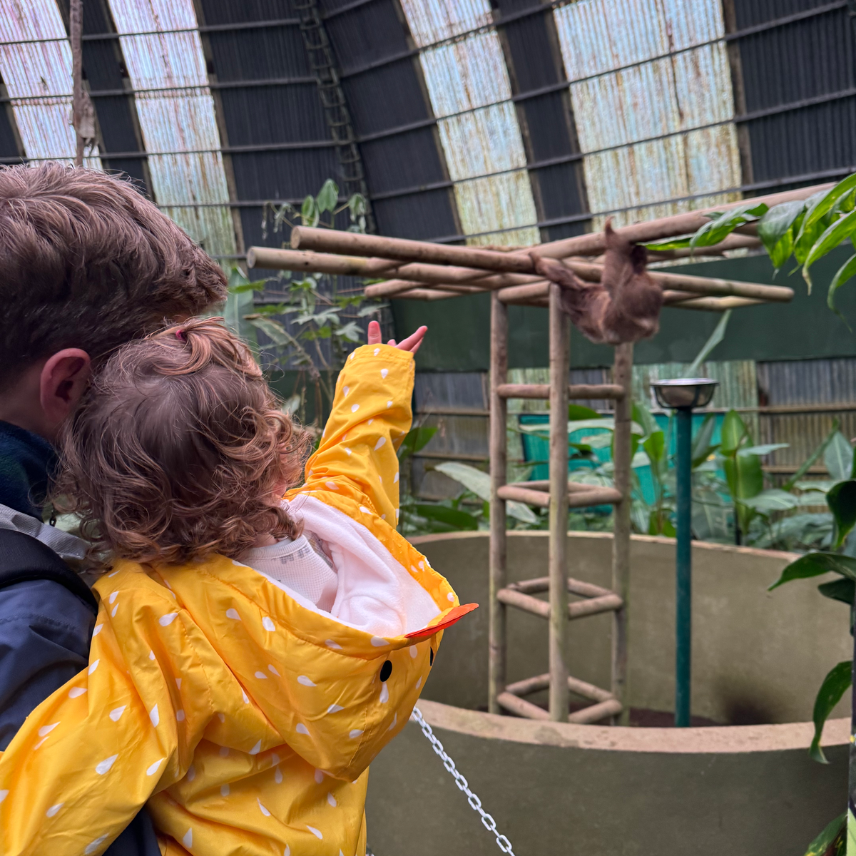 BEST THINGS TO DO IN MONTEVERDE Dad and daughter looking at sloth