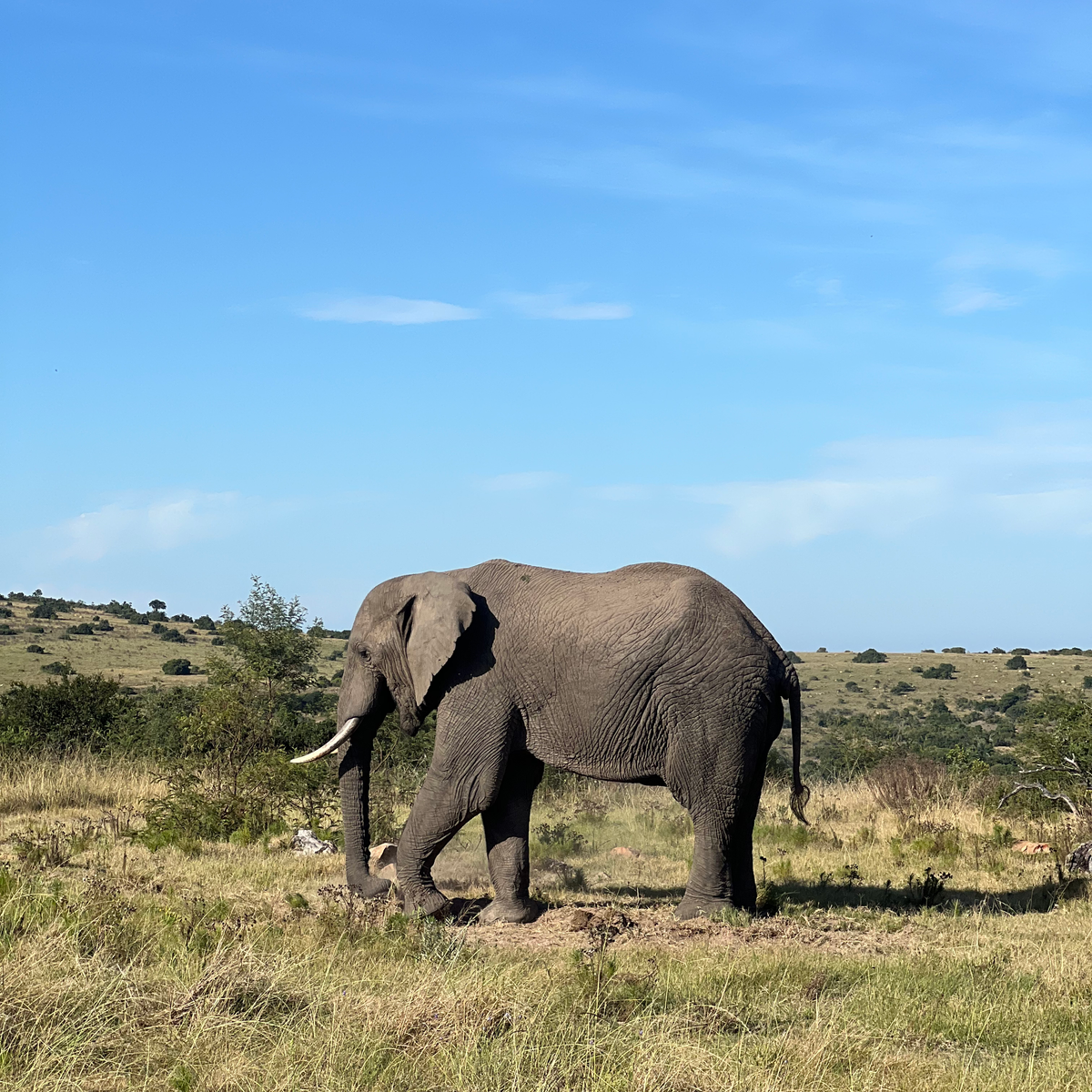 CAPE TOWN AND GARDEN ROUTE ITINERARY Elephant