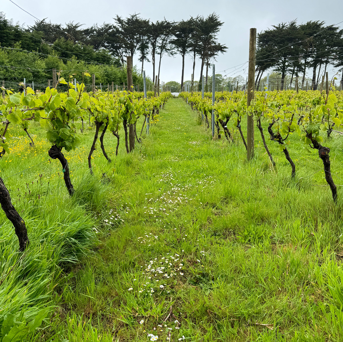 BEST THINGS TO DO IN ST IVES Vineyard