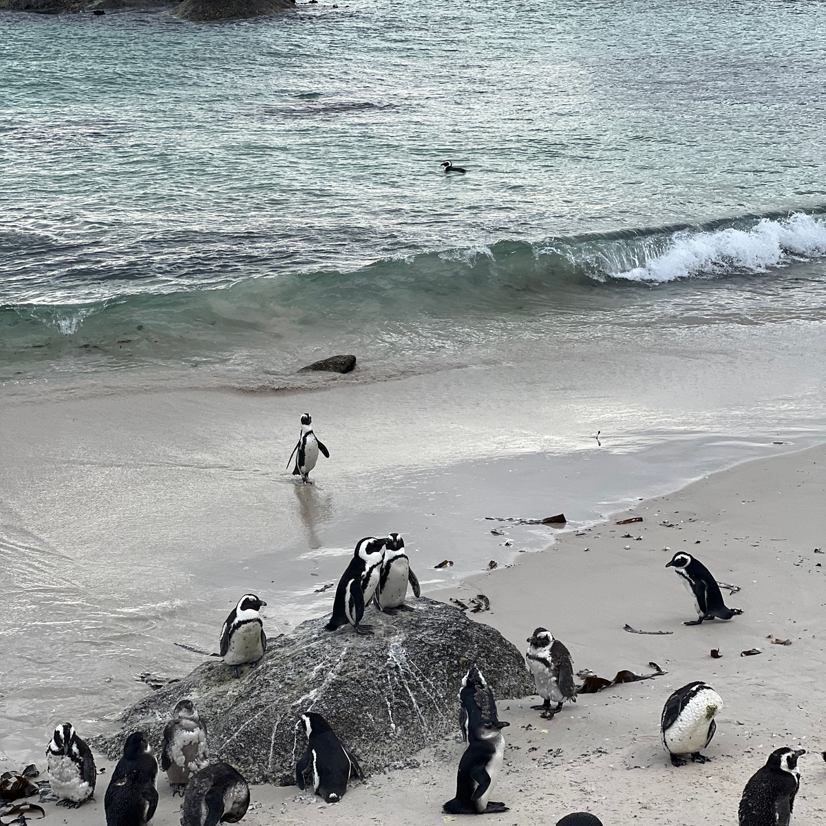 BEST THINGS TO DO IN CAPE TOWN penguin colony