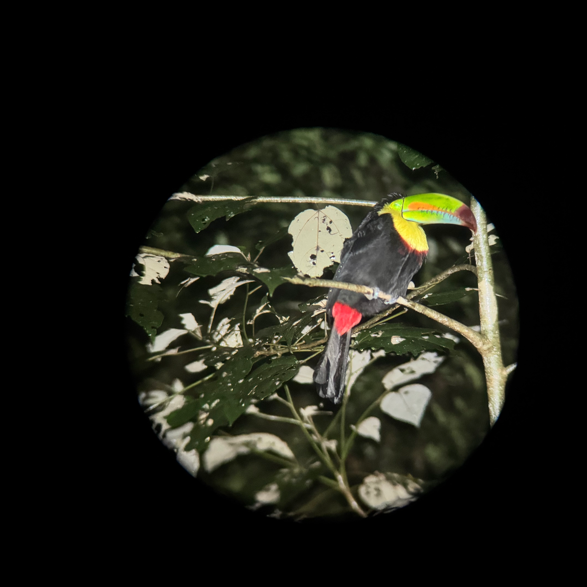 BEST THINGS TO DO IN MONTEVERDE Toucan