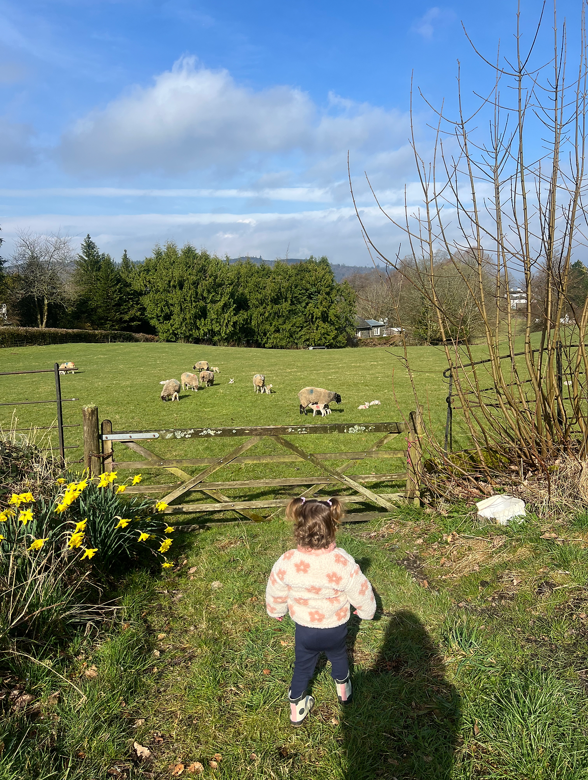 baby and sheep