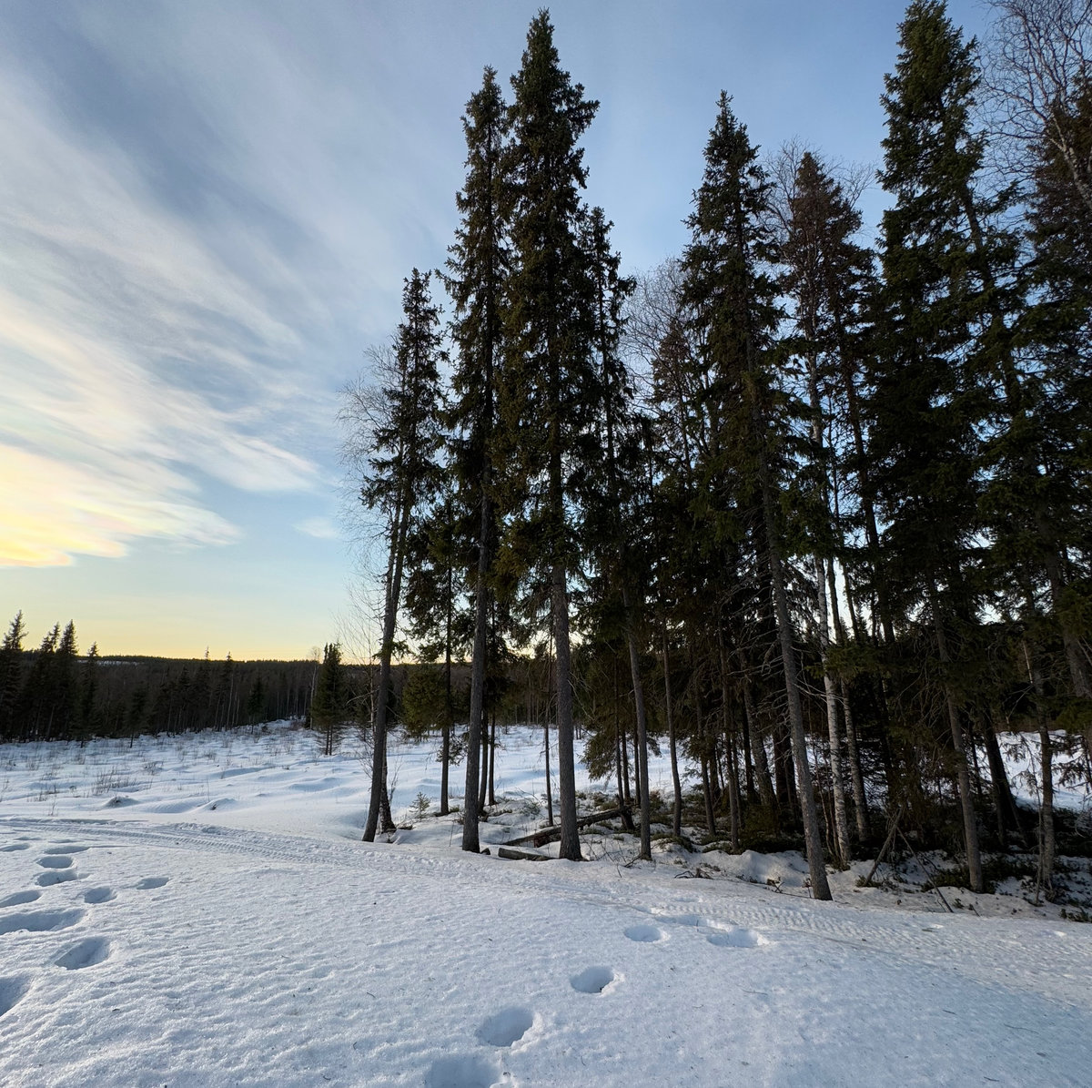 snow and trees