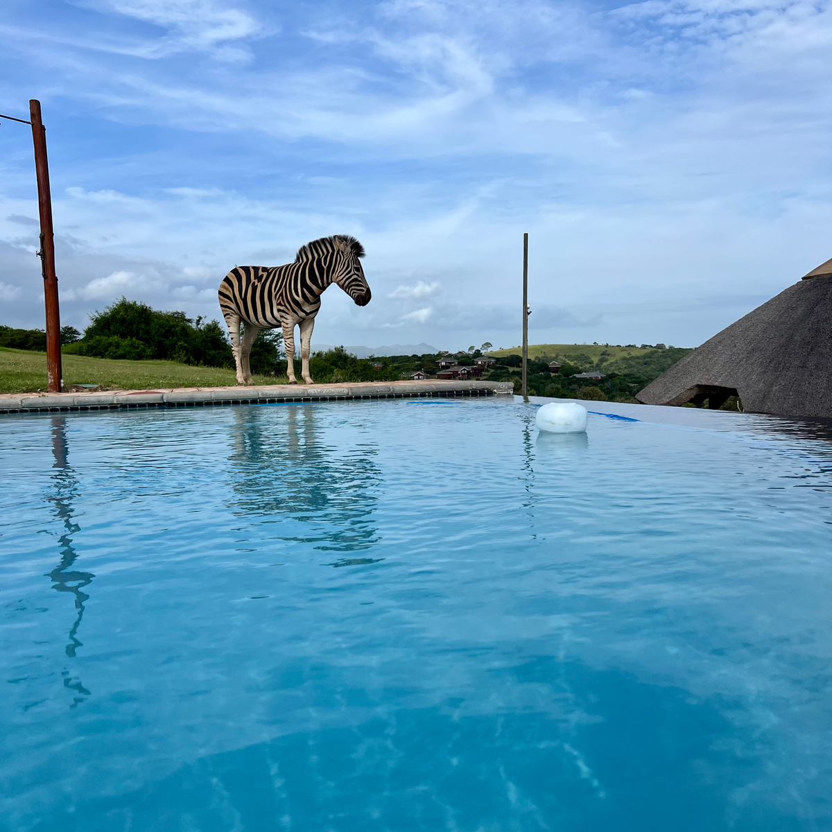 zebra and swimming pool