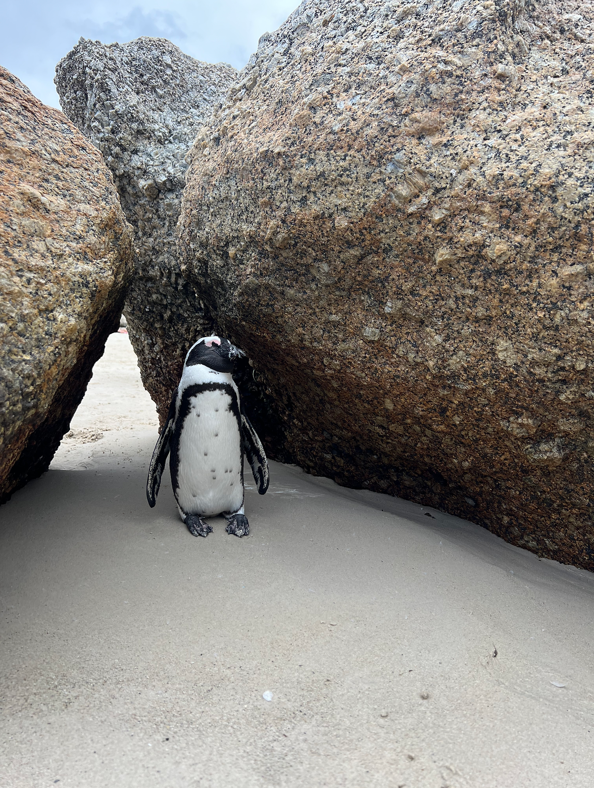 CAPE TOWN AND GARDEN ROUTE ITINERARY African penguin