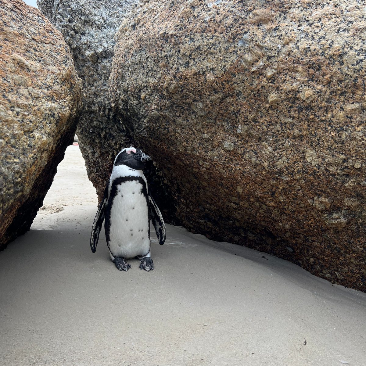 BEST THINGS TO DO IN CAPE TOWN penguin